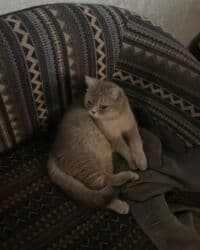 новорожденные котята: Отдам котят даром 🥺 все малыши ласковые и игривые, приручены к лотку — 5