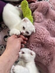 пидбуль щенок в оше эркек: Скотиш Фолд (Шотландская вислоухая), 2 месяца, Мальчик, Белый, Приучена к лотку, Проглистована — 4