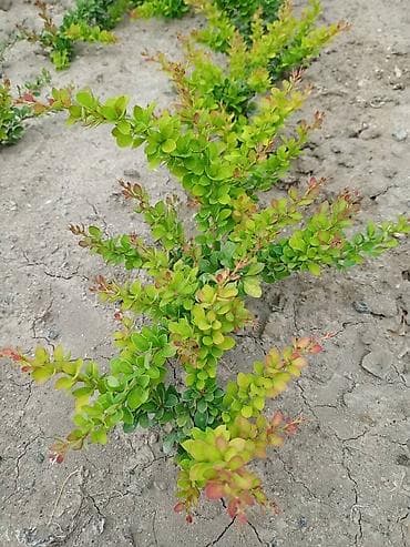 Декор для дома и сада: Саженцы цветка: Барбарис Тунберга — 2