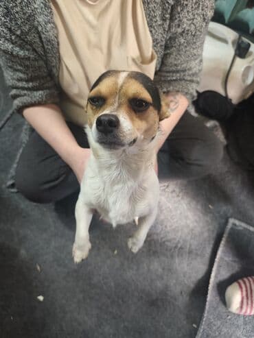 куплю восточно европейскую овчарку: Отдам даром собачку, отец чихуахуа а мама той терьер, отца тоже отдаём — 3