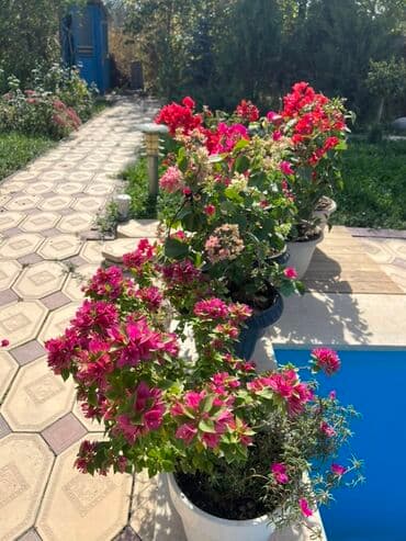 садовые качели фото цены: Это бугенвиллия 🌺 — роскошное растение с яркими алыми прицветниками — 5