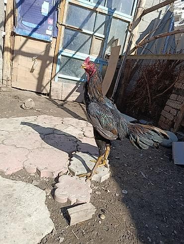 куры несушки: Петух породы дакан Особенности: - высокий рост, длинные сильные ноги — 2