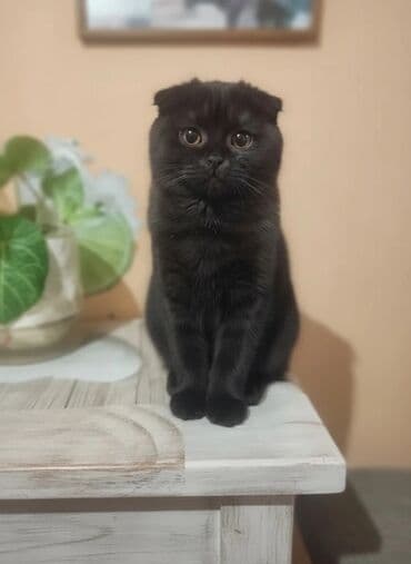 кот вислоухий купить: Скотиш Фолд (Шотландская вислоухая), 2 месяца, Мальчик, Черный — 1