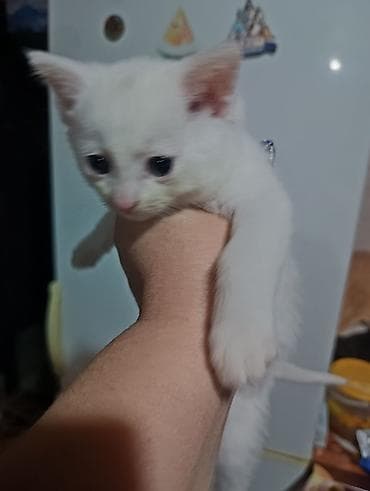 кошка домашный: Белый котёнок, девочка короткошёрстный, домашний. Особенности: - — 3