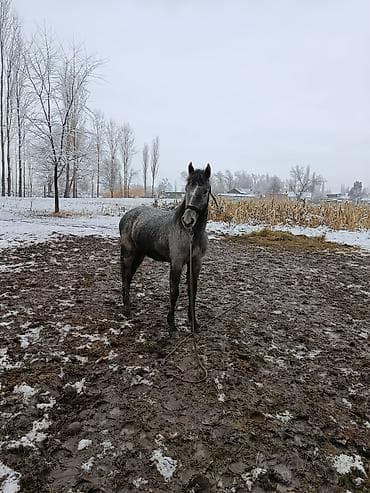 жылкы жорго: Сатам | Байтал | Кара Жорго | Ат спорту — 3