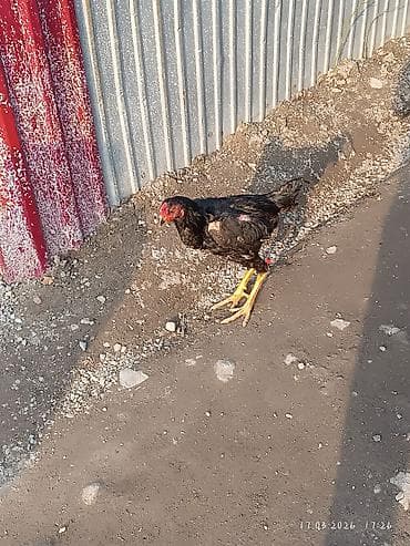 заяц живой: Продаю | Петух | Для разведения — 4