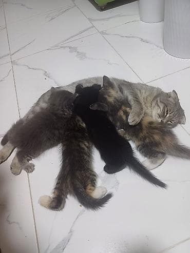 кошка мышык: Продаётся семья кошек три котёнка и мама котят все приучены к лотку — 6