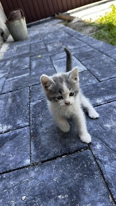 котята шиншиллы: Котята, окрасы серый, белый, дымчатый, тигровый. Веслоухие Круглые — 2