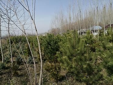 Бакча эмереги: Көчөттөр дарактардын: Кызыл карагайлар — 1