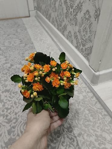 Каланхоэ: Комнатные цветы, очень красивые — 2
