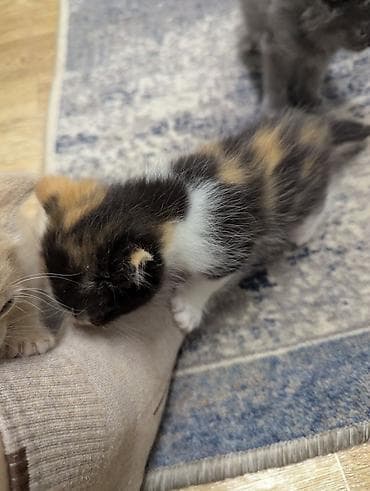кошка с разными глазами: Котята от домашней кошки - 4 котят: есть трёхцветные — 4