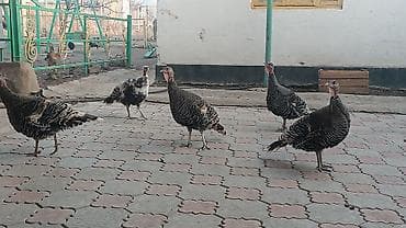 Иттер: Сатам | Балапан күрп | Көбөйтүү үчүн — 2