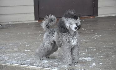 Үй жаныбарлары үчүн товарлар: Куплю или возьму на вязку кобеля породы Той Пуделя серого пепельного — 3