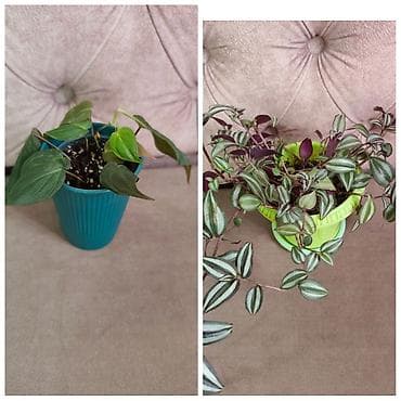 эпипремнум золотистый: Сингониумы по 200 Нефролепис Пикок 300 Нефролепис Возвышенный 300 — 4