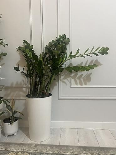 Үй жана бакча: Замиокулькас зензи по 7,8 кустов в одном горшке (Zamioculcas — 7