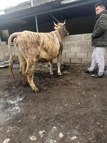 кой козусу: Продаю | Корова (самка) | Привязанные — 3