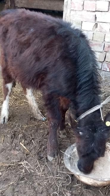 поилки нипельные: Продаю | Тёлка | На откорм | Привязанные — 5