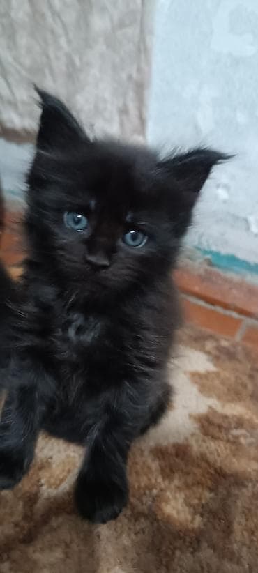 кошк: Мейн-Куны!!!🥰🥰🥰 Продаются Чистокровные,Шикарные, отличная коробка — 6