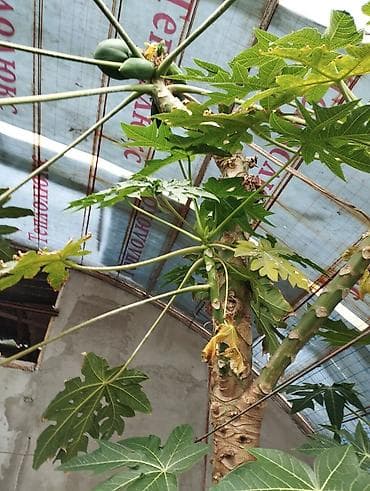 папайя: Папайя (Carica papaya) в горшках — саженцы для теплицы или зимнего — 7