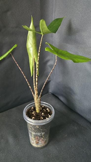 леса корейский: Алоказиии Бомбино, Зебрина — 2