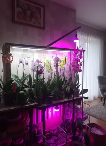 цветы не живые: Орхидея,новое к новому году.Орхидея символ нежности и любви.! Дарите — 1