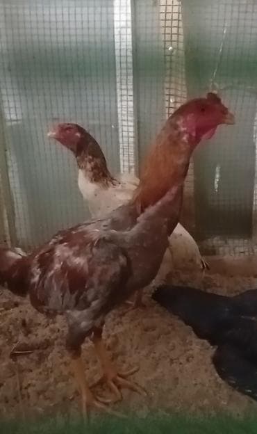 ала канат птица: Продаю | Куры | Бойцовая | Для разведения — 1