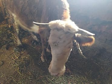 Аквариумы: Продаю | Корова (самка) | Полукровка | Для разведения | Нетель — 1