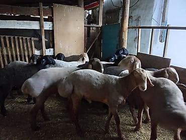 ат баши: Продаю | Ягненок, Баран (самец) | На забой, Для разведения | Осеменитель — 3