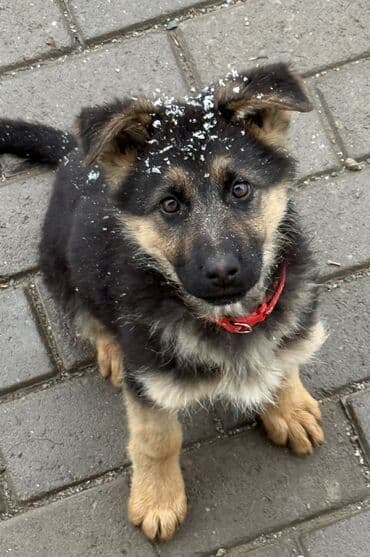 восточно европейская овчарка цена: ЩЕНКИ НЕМЕЦКОЙ ОВЧАРКИ – ОСТАЛОСЬ 2 ЩЕНКА! В продаже 2 щенка: 1 — 2