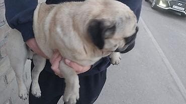 щенки бельгийская овчарка: Порода: мопс, окрас бежевый (фаун) с темной маской. Описание: торг — 5