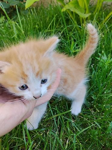 Продаются кошки,Отдаю только в хорошие руки,Кошки уже кушают