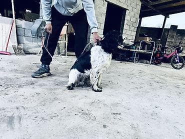 стерилизация собак бишкек цена: Английский спрингер-спаниель, черно-белый окрас с пятнами. Собака — 4