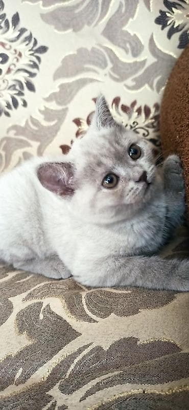 только голуби: Британский короткошёрстный котёнок девочка. карие глаза, карий носик и — 1