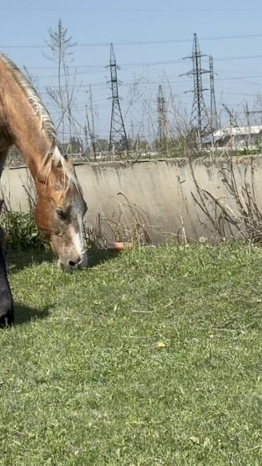 щенки мопсы: Продаю | Кобыла (самка) | Полукровка, Дончак, Английская | Для разведения, Для молока | Племенные — 10