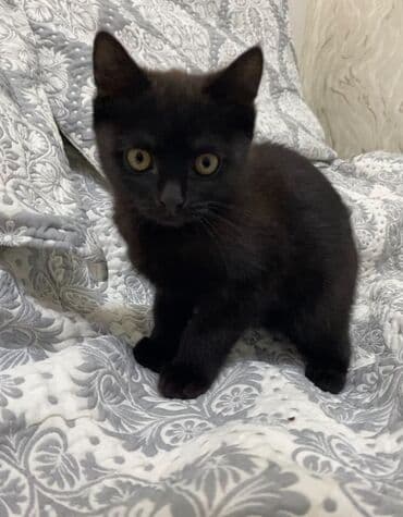 куда можно отдать собаку в бишкеке: Кошка даром: Беспородная, 4 месяца, Мальчик, Приучена к лотку — 3