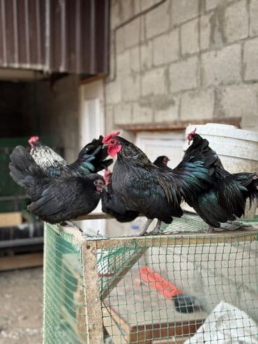 домашние куры: Продаю | Куры, Петух — 1