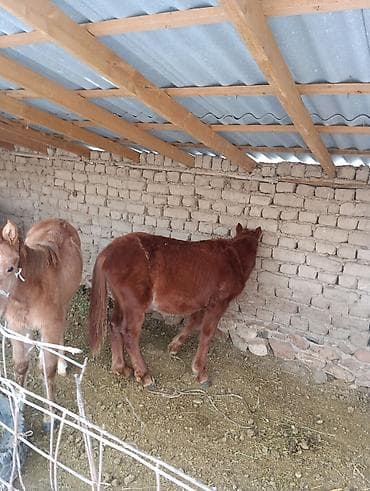 ягнята бараны: Продаю | Жеребенок | Для разведения | Племенные — 3