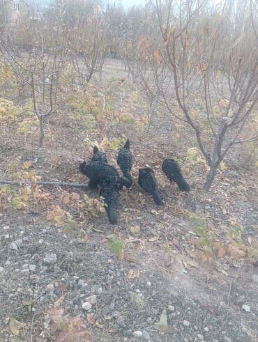 продажа домашних животных: Продаю | Индюк (самец) | Черный принц | Для разведения | Племенные — 1