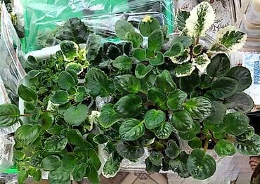 Комнатные розы: В продаже крупные детки и стартеры, взрослые сортовые фиалки, Отправка — 3