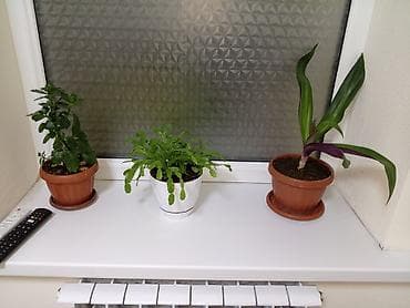 квартиры с подселением: 3 комнаты, Интернет, Wi-Fi — 9