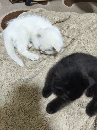 коты купить: Котята, домашние. На фото два малыша: - Белый котёнок с мягкой — 5