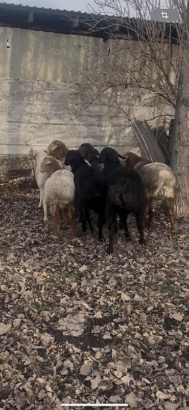 сколько стоит алабай: Продаю | Баран (самец) | Для разведения | Осеменитель — 2