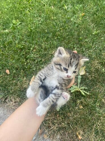 шиншилла британская кошка цена: 3 котят 
отдам за 100 
приучены к лотку 
им по 2 месяца — 6