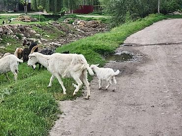 купить овец: Продаю | Коза (самка) | Зааненская | Для молока — 2