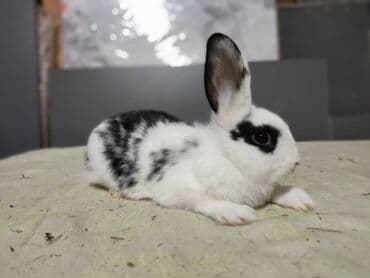 рюкзак для животных: Декаративний карлик 😍😍😍😍😍😍😍😍😍😍😍😍😍😍😍😍😍😍😍😍😍😍😍🥰🥰🥰🥰🥰🥰🥰🥰🥰🥰🥰🥰 подарочные — 6