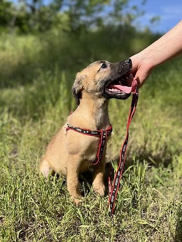 отдам даром шпица в хорошую семью: Ищем дом для маленькой Бусинки 🐾🏡 Группа «Зоозащита Бишкек» ищет — 4