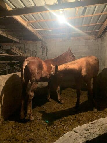 цены породистых собак: Продаю | Жеребенок | Для разведения — 3