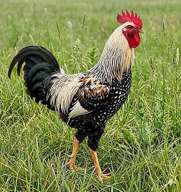 плимутрок куры: Петух породы Виандот (Wyandotte), серебристо-окаймленного окраса — 1