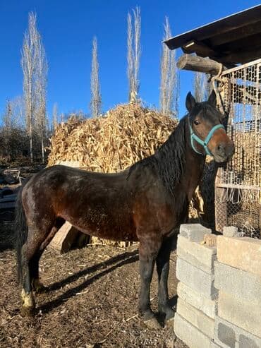 продам домик для кошки: Продаю | Кобыла (самка) | Для разведения — 6