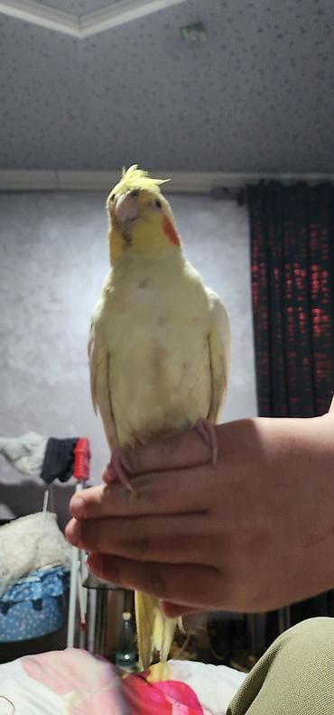 домашний кролик: Корелла (нимфа) светлого окраса - Домашний ручной попугай корелла с — 1